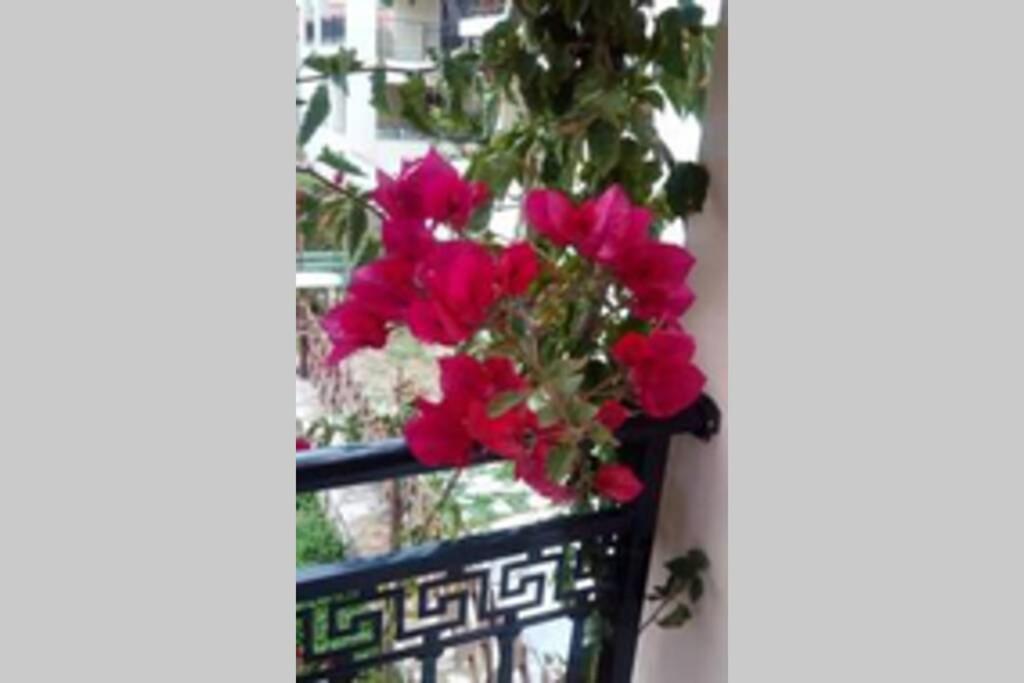 Meandros Apartment Garden View Skopelos Dış mekan fotoğraf